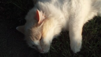 Fabulous Furry Feline Friend