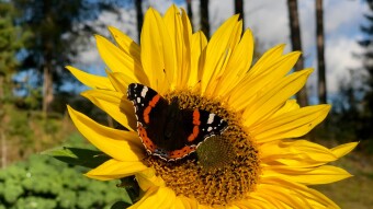 Sunflower garden