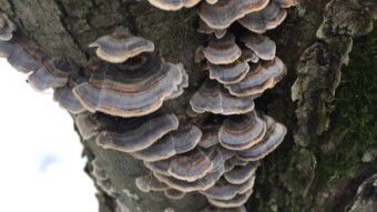A Few Images Collected From the Recent Thaw (North America)