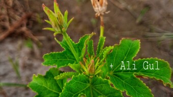 Nature is really amazing | Random snaps