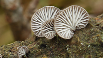 Mushrooms occurring in Europe - Hohenbuehelia atrocoerulea