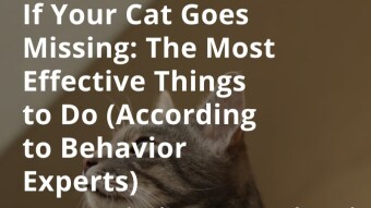 If Your Cat Goes Missing: The Most Effective Things to Do (According to Behavior Experts)