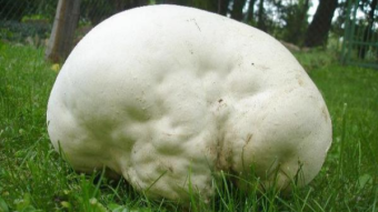Mushrooms occurring in Europe - Langermannia gigantea (600 mm)