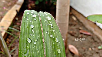 Nature heals every individual