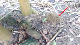 The Fall Of A Birds’ Nest