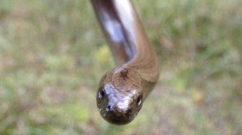It looks like a viper, but appearances are deceptive - a Slow worm