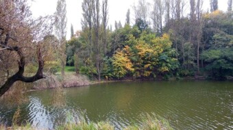 The end of a beautiful autumn, or rather summer. Colors change from day to day - My Actifit Report Card: October 14 2023