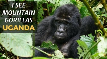 I SEE MOUNTAIN GORILLAS IN UGANDA!