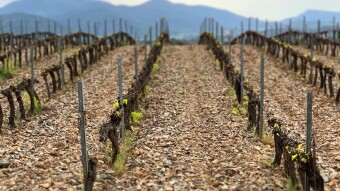 The Vineyard