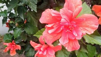 Beautiful Hebiscus flowers / Hermosas flores de Hebiscos