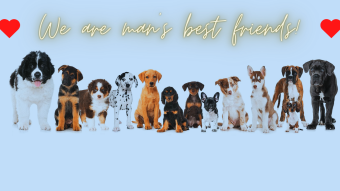 Top 10 Breeds Of Dogs The Most Attached To The Owner