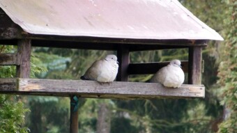 The temperature today is no, but nature is yes! - My Actifit Report Card: March 15 2023