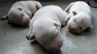 My newest cute puppies