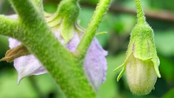 Flower Photography