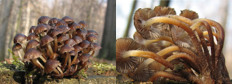 Mushrooms occurring in Europe - Mycena tintinnabulum