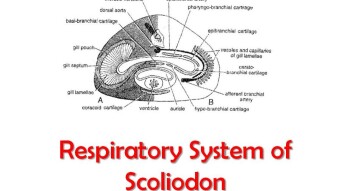Mechanism of Respiration of Scoliodon.