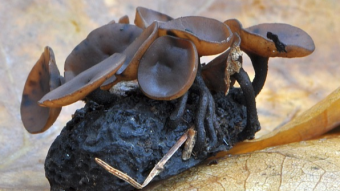 Mushrooms occurring in Europe - Ciboria batschiana