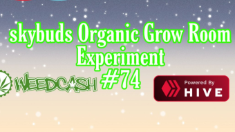 SkyBuds Organic Grow Room Living Soil Experiment #74 - Worm Tea - Making #2