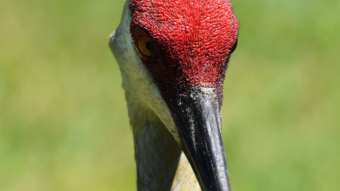 Red Crane Ready