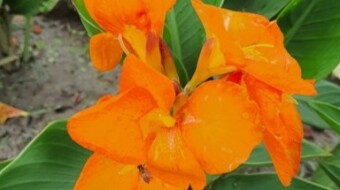 Capturing the Soul of Nature,The Art of Extraordinary Flower Photography