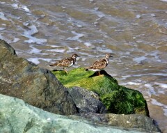 A Birdie Post!