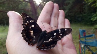 Maybe this phenomenon is not unusual, but a butterfly called Purple Emperor landed on my hand