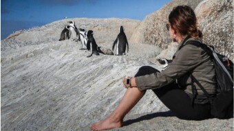 Would You Pet a Penguin?