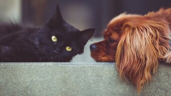 Study Shows Interesting Global Cat And Dog Preferences