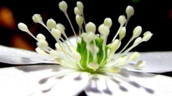 Anemone quinquefolia