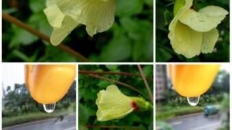 Water drop photography