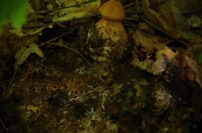 Plant and Fungal Ancient relationship: Networks Essential for Growth.