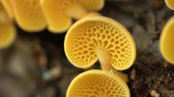 Arboreal fungus globetrotter - Orange Porecap (Favolaschia calocera)