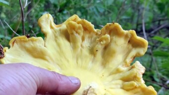 Recipe for Sulphur polypore cutlets polypore