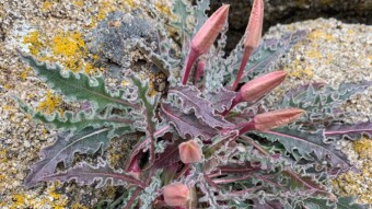 Plants diversity in the desert - Southern Utah