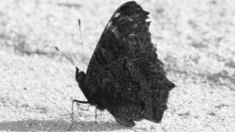 Monochrome - European peacock butterfly