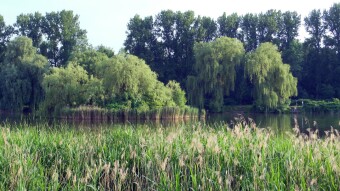 Bike today, tire changed, and white dove again - My Actifit Report Card: June 20 2023