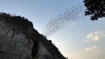 These are bats and the "Bat Cave" - Kambodia