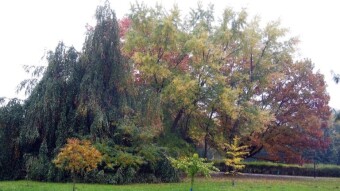 First fog, then rain, rain and rain, but colorful - My Actifit Report Card: October 27 2023