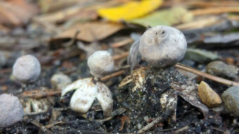 Geastrum minimum - Beautiful minimalism