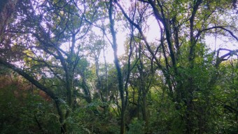 Trip to Portugal - Explore new paths in Sta Justa #2