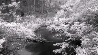 Creek flowing through the forest - Infrared Photography