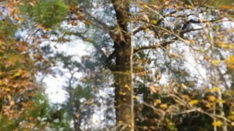 Rescue Oaks - The Great Outdoors