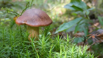 Today's photo hunting - autumn mushrooms