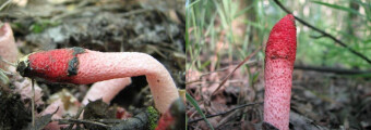Mushrooms occurring in Europe - Mutinus ravenelii