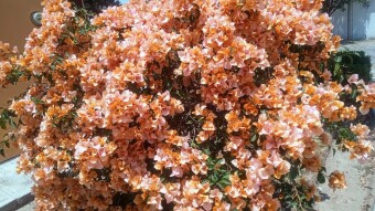 Beautiful bougainvillea / hermosas bugambilias