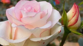 Rose Flower Photography.