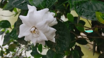Gonddoraj Flower Photography.