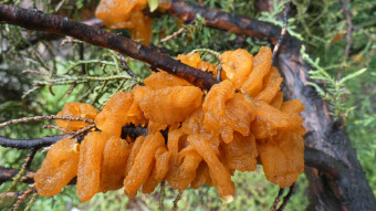 Mushrooms occurring in Europe - Exidia saccharina