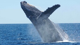 Research Shows 2017 Bitcoin Bullrun Could have been Manipulated by One Whale