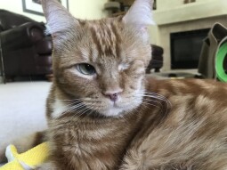 Just Some More Cat Photos!  Sittin' Round the House!